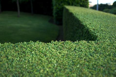 burberry ash screening plant|10 Best Evergreens for Hedges and Privacy Screens .